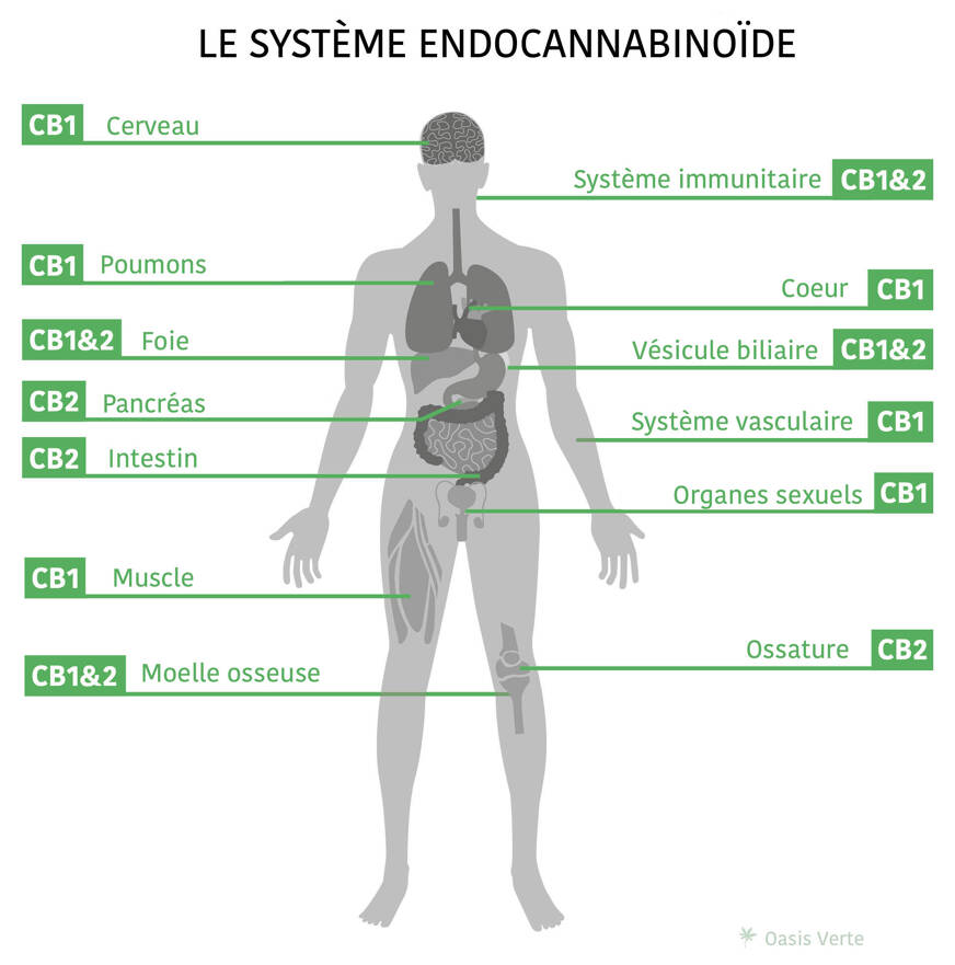 systeme endocannabinoide